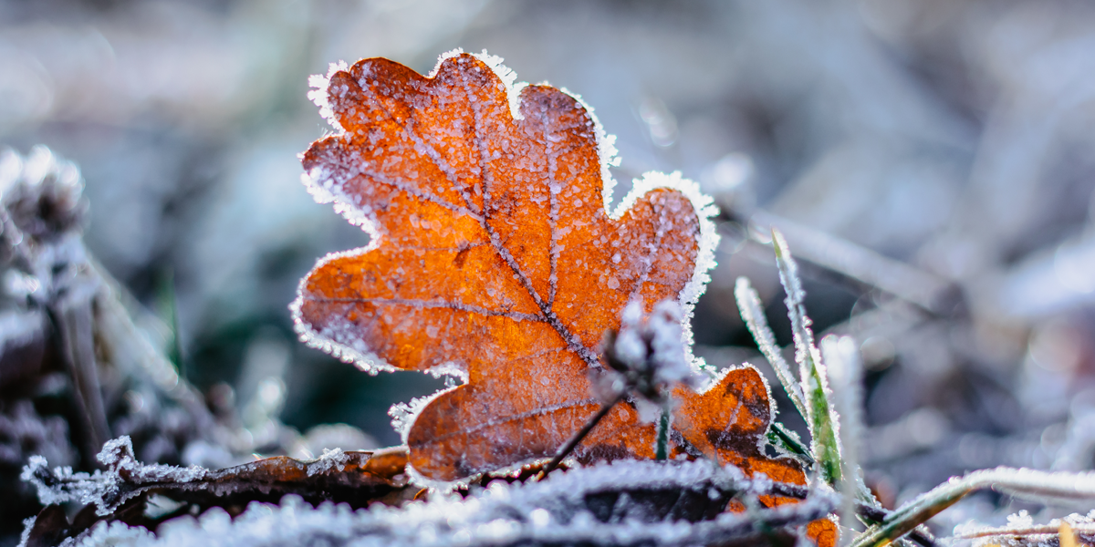 a photo of an orange-brown autumn leaf frosted over because the first fall vegetable gardening tip is to check your frost date!