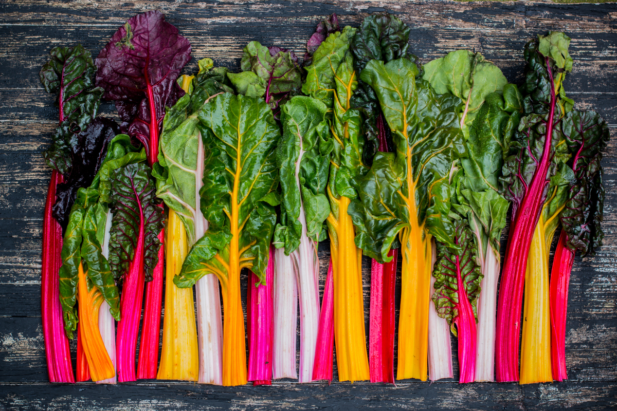 a photo of many colors of swiss chard all lined up so cutely
